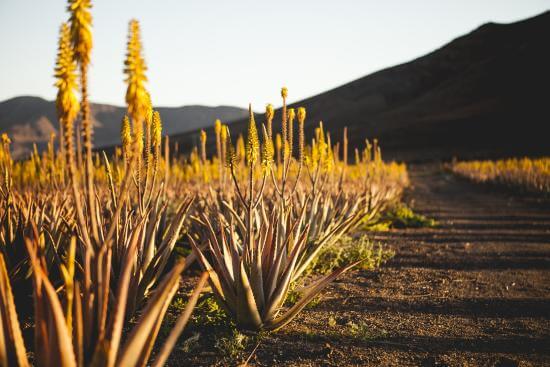 Bio Farm, Route in an Ecological Farm & Oil Tasting