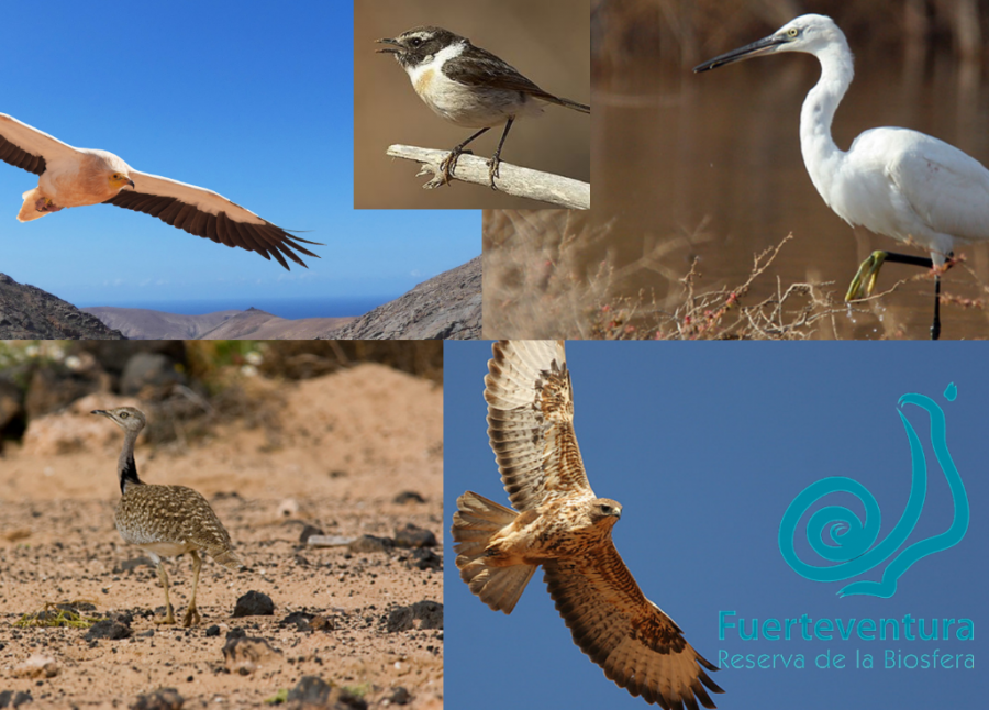 Identificador de Aves de Fuerteventura