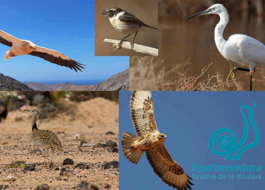 Fuerteventura Vogel Identifizierung