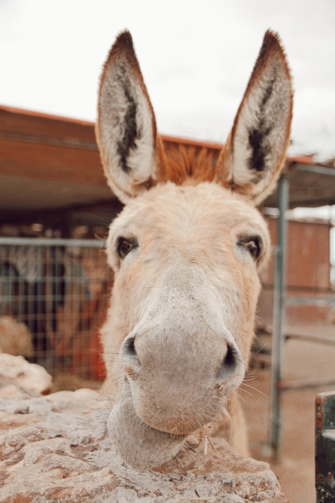 Protección y Cuidado del Burro Majorero