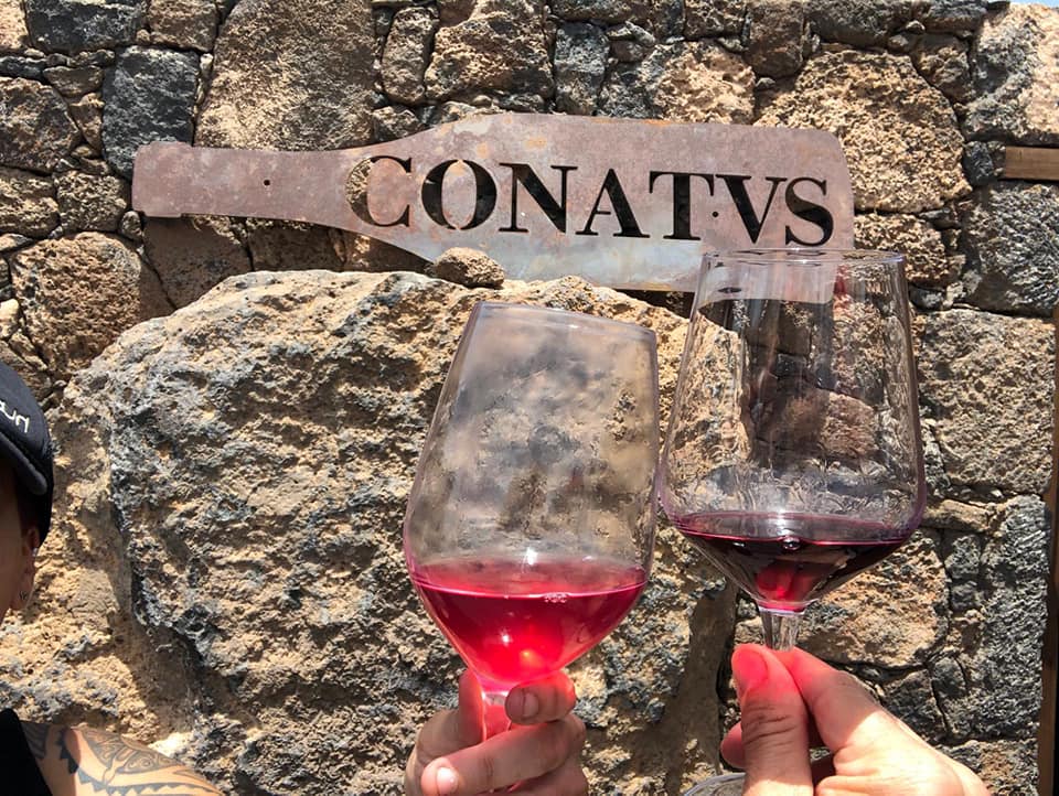 Wine cellar Conatvs